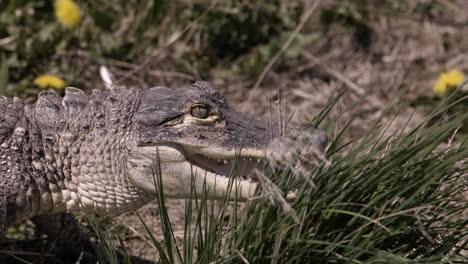 Kleiner-Alligator,-Der-Durch-Das-Gras-Pirscht
