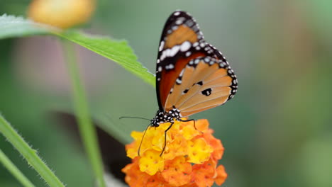 Vibrant-monarch-butterfly-resting-on-colorful-flower-and-flying-away---macro-slow-motion-shot