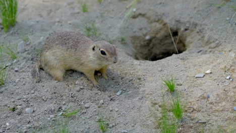 Close-up-shot-of-wild-cute-ground-squirrel-digging-in-soft-soil-in-wilderness---Slow-motion-footage