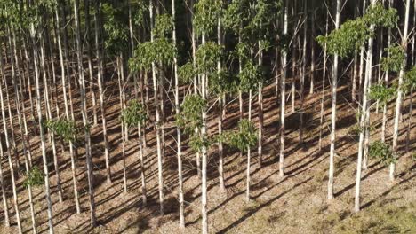 Vertical-pan-shot-of-an-eucalyptus-forest,-showing-the-tree-trunks,-side-view,-Uruguay