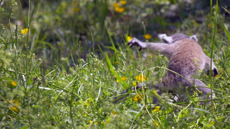 Close-up-shot-showing-fight-between-two-cute-young-lemurs-in-meadow