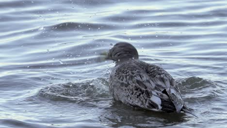 Juvenile-Olrog's-Gull-Bird-Grooming-In-Wavy-Shallow-Shore