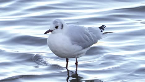 Close-up,-Wild-Grey-Headed-Hooded-Gull-Standing-On-Calm-Water-and-Shaking-Head