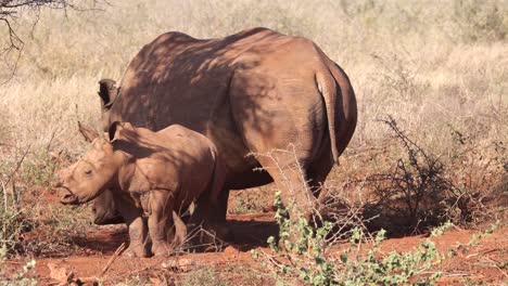 Rinoceronte-Blanco-Adulto-Y-Ternero-Bebé-En-Parte-A-La-Sombra-De-Un-árbol-Africano-Espinoso