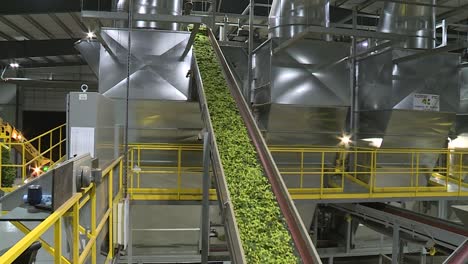 HOPS-FACTORY-CONVEYOR-BELTS-FOR-MAKING-BEER