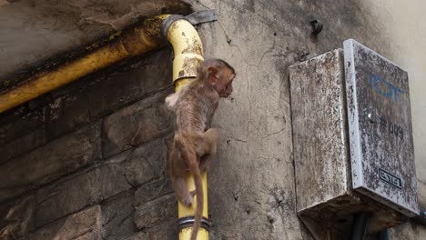 Long-tailed-Macaque,-Macaca-fascicularis,-Lop-Buri,-Thailand