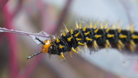 Black-Caterpillar-with-yellow-spikes-eating-fresh-leaf-in-wilderness,macro-shot