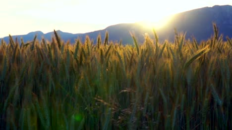 Pan-shot-of-golden-wheat-field-shining-during-sunset-behind-mountains-in-rural-landscape