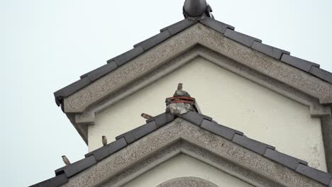 Tiny-little-sparrows-perching-on-the-A-frame-roof-top-practicing-social-distancing