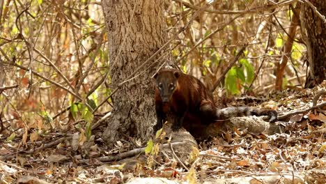 A-coati-rests-by-a-tree-in-a-forest-in-the-Brazilian-Pantanal