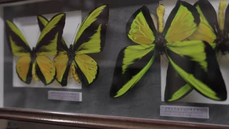 Gelbgrüner-Und-Schwarzer-Schmetterling-In-Vitrine