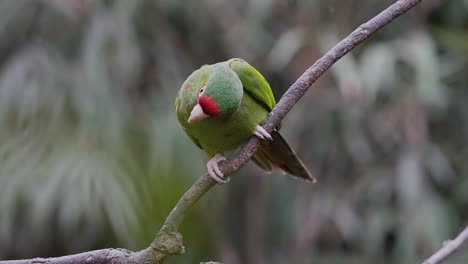 Cute-green-and-red-Mitred-Parakeet-Parrots-sitting-on-branch-and-flying-away---slow-motion