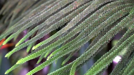 beautiful-green-norfolk-tree-branch-hanging-and-shaking-by-wind