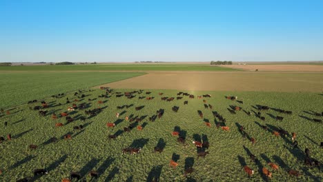 Herd-of-cows-on-huge-Pampas-field,-shadows-from-low-sun,-static-aerial