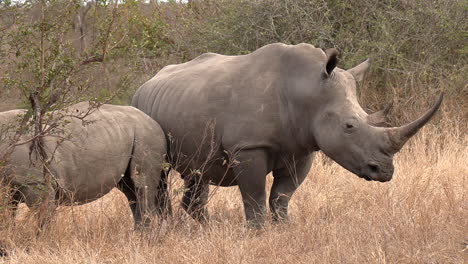 A-Southern-White-Rhino-with-her-calf-standing-in-the-tall-dry-grass-in-Africa