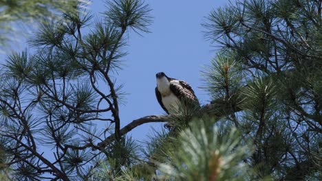Osprey-flexes-its-wings-sitting-above-in-the-trees