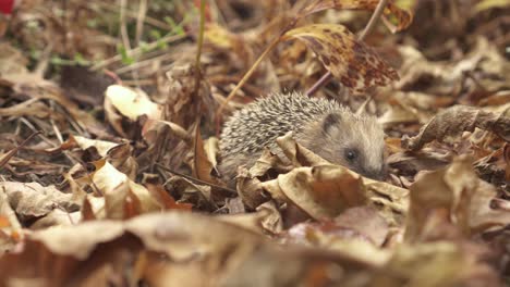 Little-European-Hedgehog-Foraging-In-Autumn-Leaves---close-up