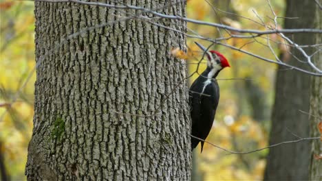 Pileated-woodpecker-perched,-pecking-tree-trunk