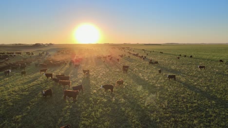 Free-range-cattle-walking-on-vast-open-grass-field-during-sunset