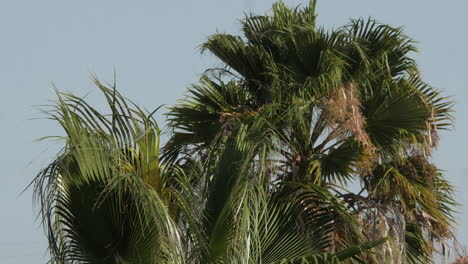 Palm-tree-in-daylight-waving-in-the-strong-winds,-Algarve