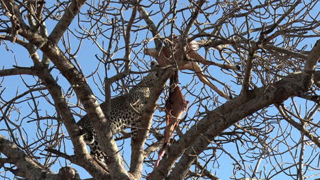 Leopard-climbs-high-in-tree-with-carcass-lying-on-branches-in-sunlight