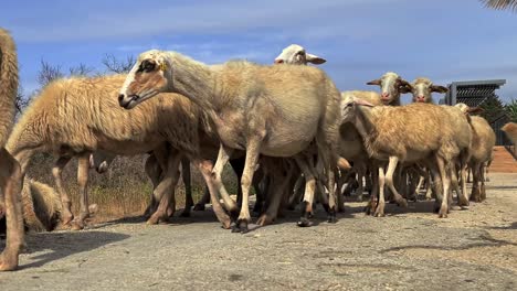 Echtzeit-Einer-Herde-Verängstigter-Schafe-Und-Hunde,-Die-Beim-Überqueren-Der-Straße-Zusammenlaufen