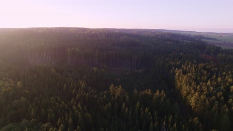 Slow-drone-flight-over-a-pine-forest-at-sunset-at-sunset-in-autumn