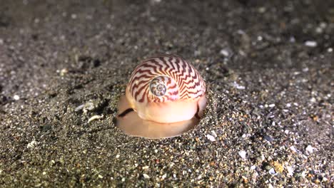 Lined-Moon-Snail-digging-in-sand-on-volcanic-reef-at-night