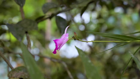 4K-Cinematic-shot-of-pink-purple-colored-orchid-flower-near-Diablo-Waterfall-in-Ecuador---Orchidaceae