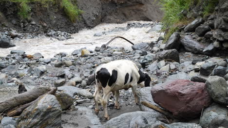 Cow-walking-towards-flowing-river-shore-in-amazon-rainforest-of-Ecuador,slow-mo
