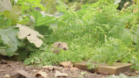 Juvenile-Common-Hedgehog-Amongst-Green-Top-Of-Growing-Carrots-Plant