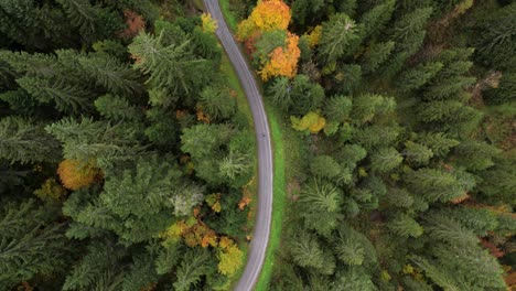 Aerial-top-down-view-following-a-man-hiking-in-colorful-forest-in-fall-season