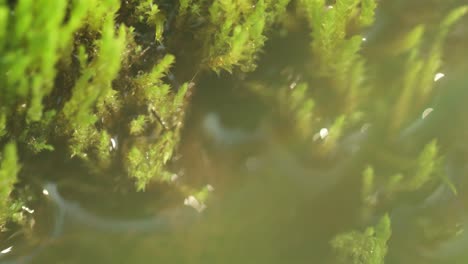 Artistic-macro-footage-of-moss-with-water,-light-leaks