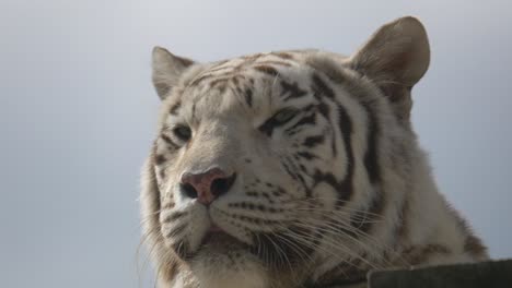 4K-Portrait-shot-of-Bleached-White-Tiger-taking-sunbath-outdoors-in-wilderness-against-cloudy-sky---Close-up-view