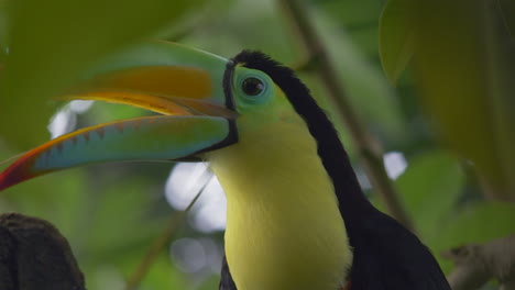 Close-up-shot-of-tropical-Keel-Billed-Toucan-screaming-and-shouting-in-rainforest