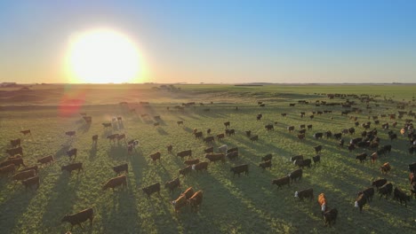Große-Herde-Von-Aberdeen-Angus-Rindern,-Die-Sich-Bei-Sonnenuntergang-über-Eine-Weite-Grüne-Wiese-Bewegen