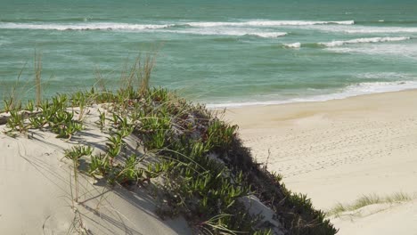 Dünen-Und-Küstenerosion,-Verzögert-Durch-Einige-Pflanzen,-Im-Hintergrund-Sanft-Die-Wellen-Am-Strand