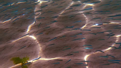 Unterwasseransicht-Eines-Schwarms-Blauer-Fische,-Der-über-Braunem-Meeresboden-Mit-Sonnenlichtreflexionen-Schwimmt