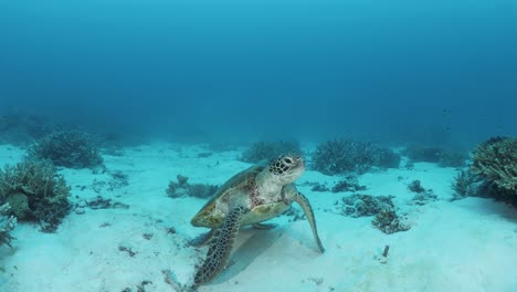 Curious-sea-turtle-slowly-lifts-its-head-up-high-to-face-a-underwater-scuba-diver