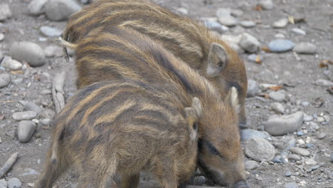 Close-up-shot-of-cute-baby-Boars-with-brown-fur-and-black-stripes-cuddling-outdoors-and-looking-for-food-on-stony-ground
