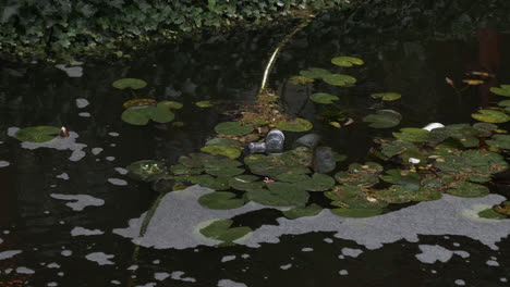 Plastikmüllflasche-Schwimmt-Im-Teich,-Umgeben-Von-Kleinen-Seerosenblättern