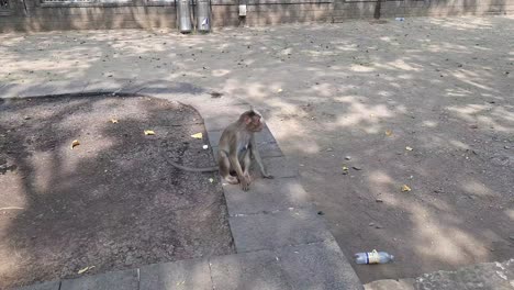 Affen-Auf-Der-Insel-Elephanta,-Mumbai,-Indien