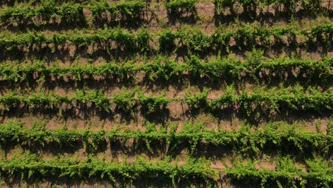 Aerial-view-of-a-Portuguese-vineyard,-drone-flying-backwards-over-the-vines,-close-up-on-the-vine-rows