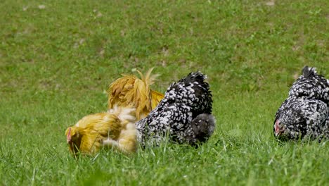 Close-up-of-brown-and-white-black-chicken-hens-pecking-on-grass-field-during-summer