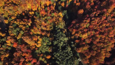 Beautiful-autumn-aerial-looking-down-at-the-tops-of-green,-red,-yellow-and-orange-colored-fall-foliage-in-a-forest-on-hills