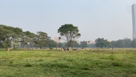 Steady-camera-view-of-kolkata-maidan-with-the-tallest-building-of-the-city-in-the-background-on-a-beautiful-morning-during-winter