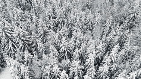 Aerial-tilt-up-shot-of-snowy-frozen-spruce-forest-during-snowfall-in-nature-during-bright-sunny-day