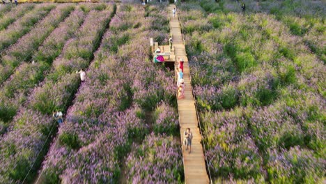 Personas-Vistas-De-Pie-En-Una-Plataforma-Mientras-Toman-Fotos-Con-Estas-Flores-De-Invierno-En-Un-Jardín-De-Flores-En-Khao-Yai,-Pak-Chong,-Tailandia