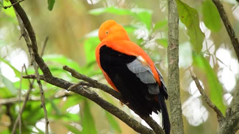 Close-up-of-male-Andean-Cock-Of-The-Rock-orange-and-black-exotic-bird,-Rupicola-peruvianus-tunki-in-wilderness