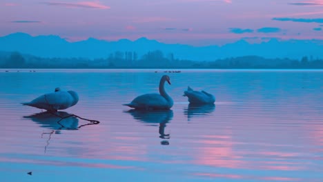 Family-group-of-three-swans-in-water-on-a-blue-gloomy-landscape-scenic-view,-tranquil-scene